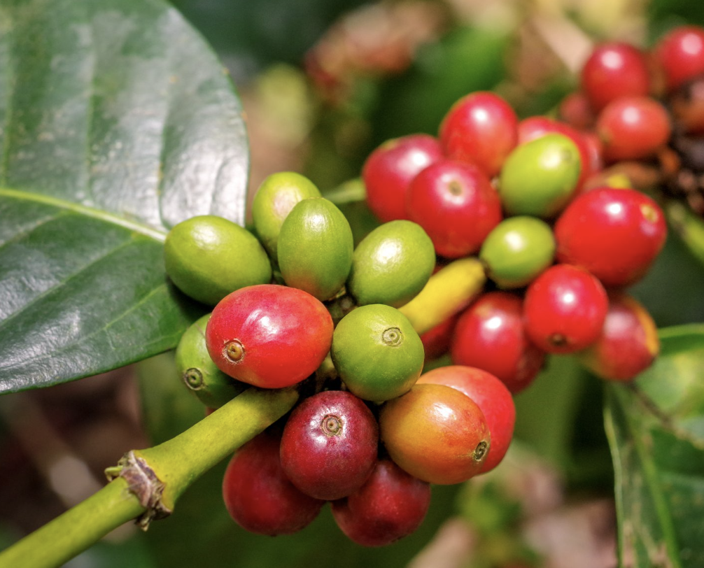 Ethiopian coffee ceremony